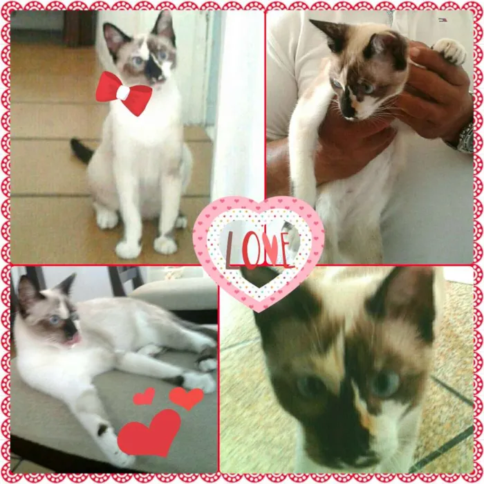 Gato ra a Parece siamês idade 7 a 11 meses nome Gatinha