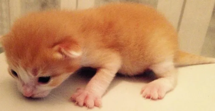 Gato ra a  idade Abaixo de 2 meses nome São 7 gatinhos 