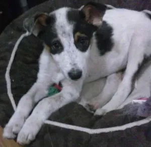 Cachorro raça vira lata idade 2 a 6 meses nome Pingo