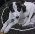 Pingo