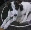 Cachorro raça vira lata idade 2 a 6 meses nome Pingo