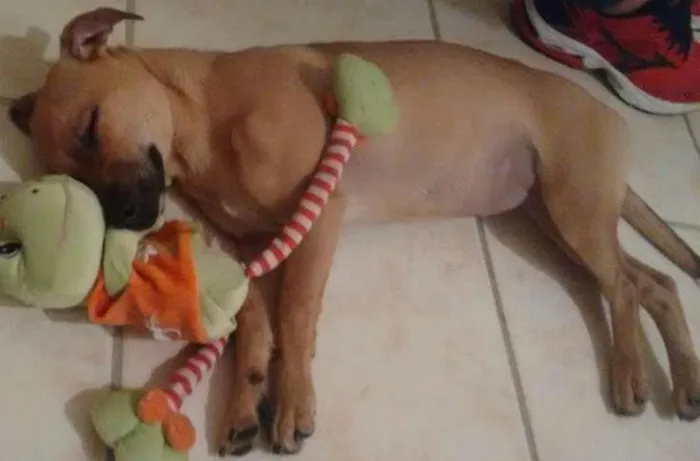 Cachorro ra a Indefinida idade 7 a 11 meses nome Lili