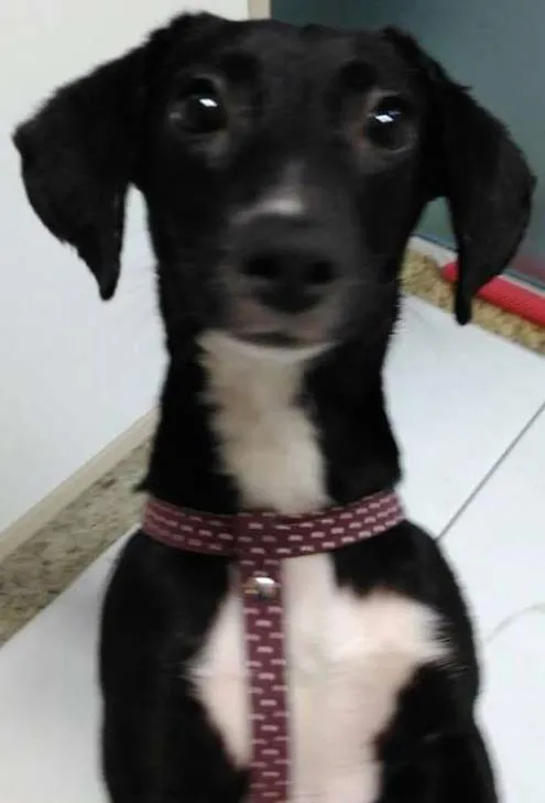 Cachorro ra a SRD idade 7 a 11 meses nome Pretinha