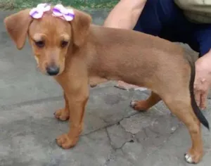 Cachorro raça SRD idade 2 a 6 meses nome Brigite