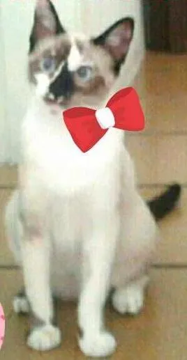 Gato ra a Parece siamês idade 7 a 11 meses nome Gatinha