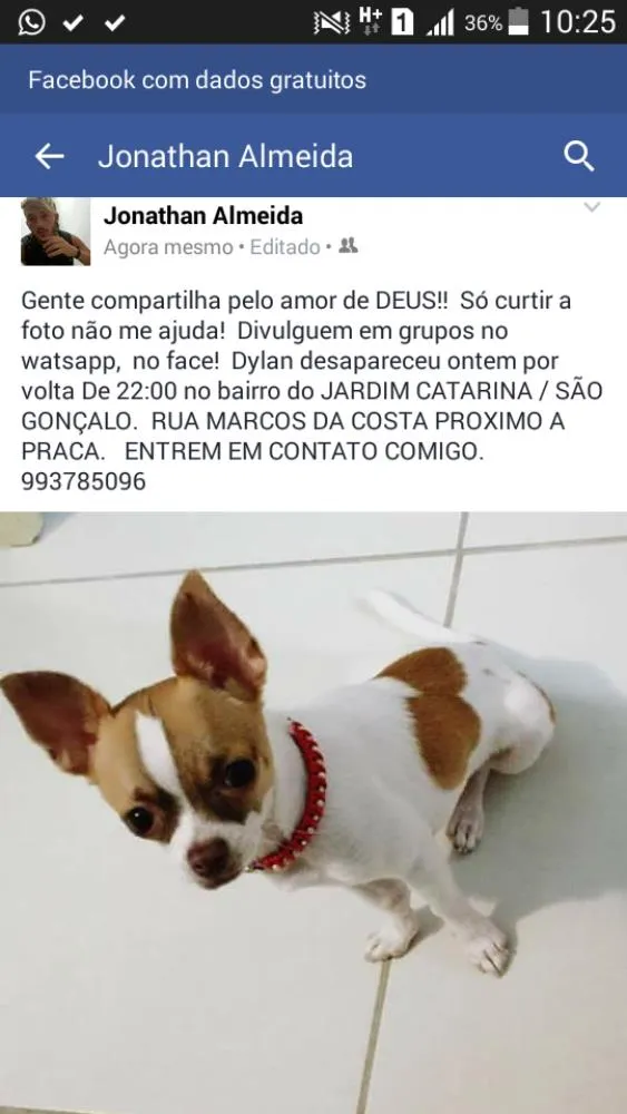 Cachorro ra a Chihuahua  idade 1 ano nome DYLAN