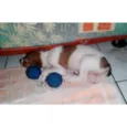 Pequena 