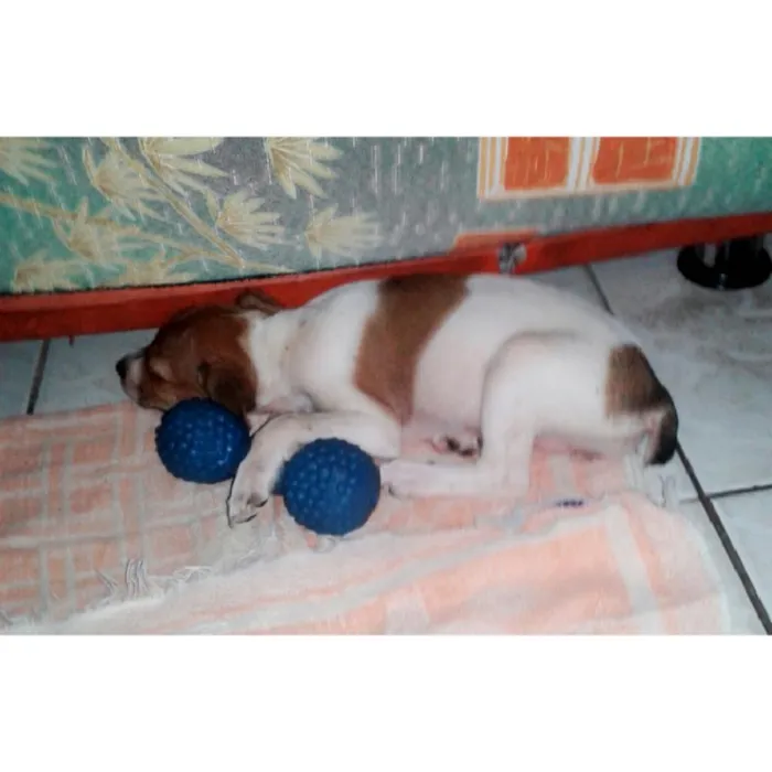 Cachorro raça Vira-lata  idade 2 a 6 meses nome Pequena 