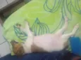 Pequena 