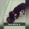 cacau