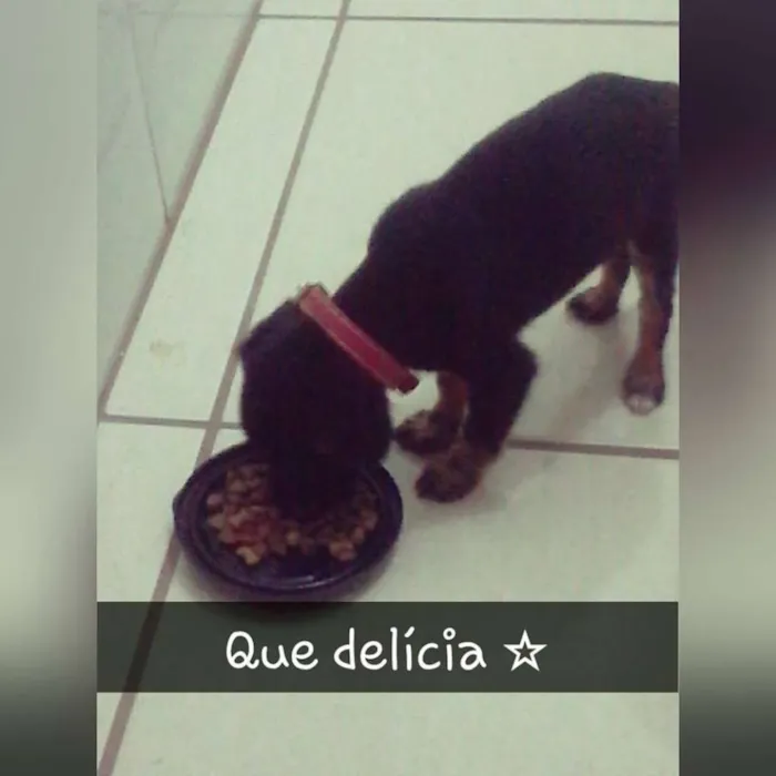 Cachorro raça pincher idade 2 a 6 meses nome cacau