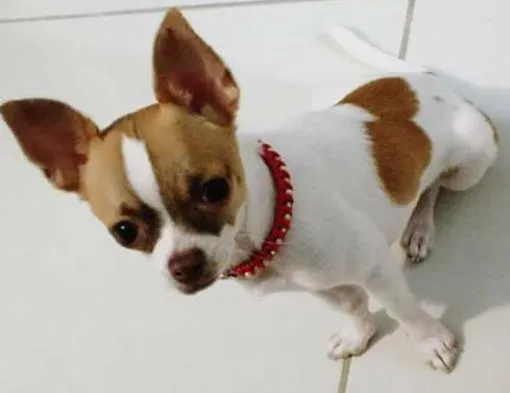 Cachorro ra a Chihuahua  idade 1 ano nome DYLAN