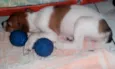 Pequena 