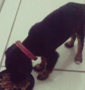 Cachorro raça pincher idade 2 a 6 meses nome cacau