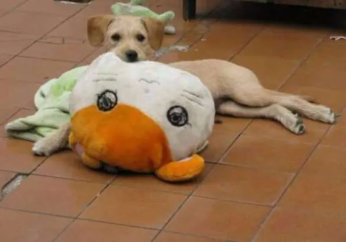 Cachorro ra a Mistura de Labrador idade 3 anos nome Lucky