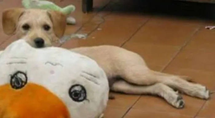 Cachorro ra a Mistura de Labrador idade 3 anos nome Lucky