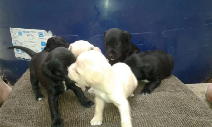 Cachorro raça Poodle com vira-lata  idade Abaixo de 2 meses nome lindinhos