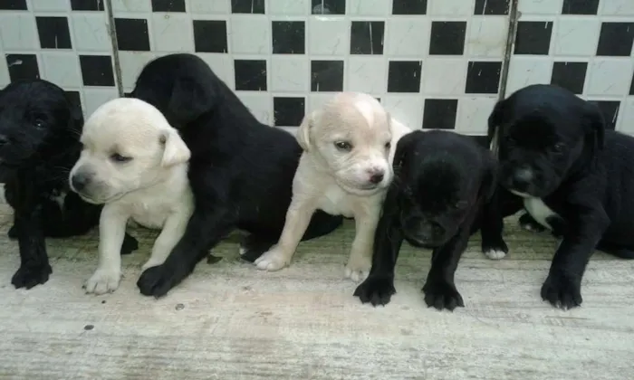Cachorro raça Poodle com vira-lata  idade Abaixo de 2 meses nome lindinhos