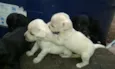 lindinhos