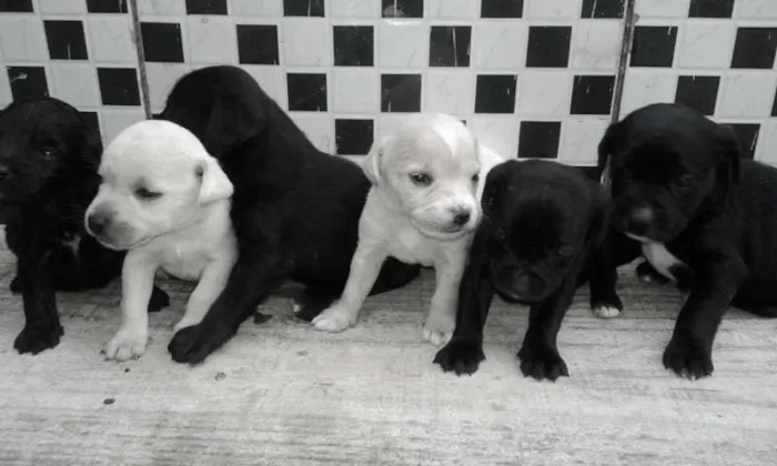 Cachorro raça Poodle com vira-lata  idade Abaixo de 2 meses nome lindinhos