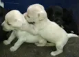 lindinhos