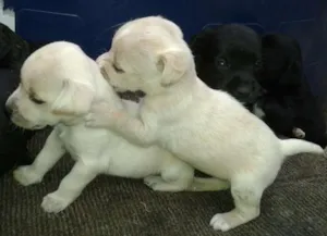 Cachorro raça Poodle com vira-lata  idade Abaixo de 2 meses nome lindinhos