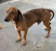 Mix Basset