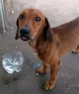 Mix Basset