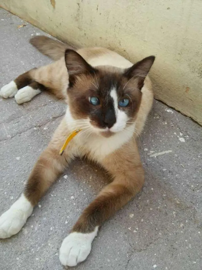 Gato ra a SRD idade 7 a 11 meses nome FÊNIX
