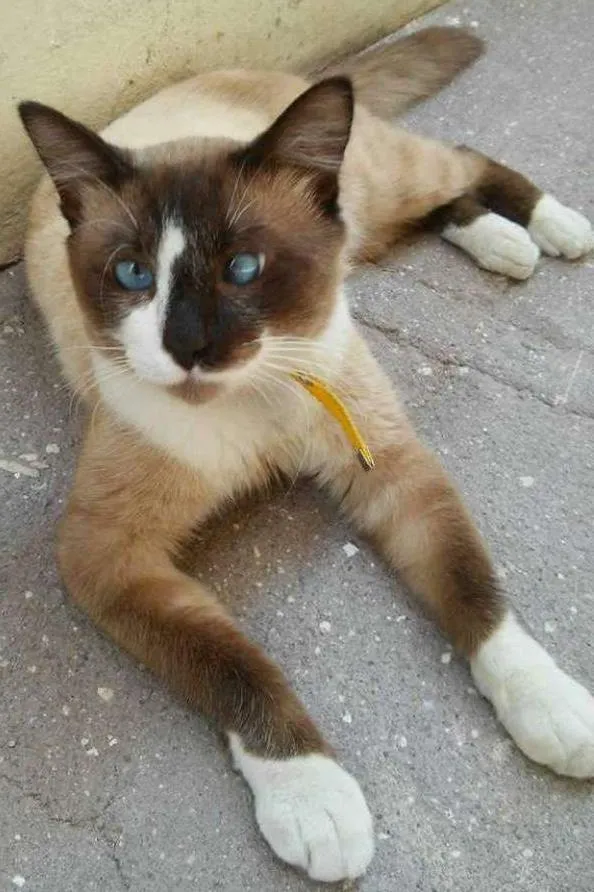 Gato ra a SRD idade 7 a 11 meses nome FÊNIX