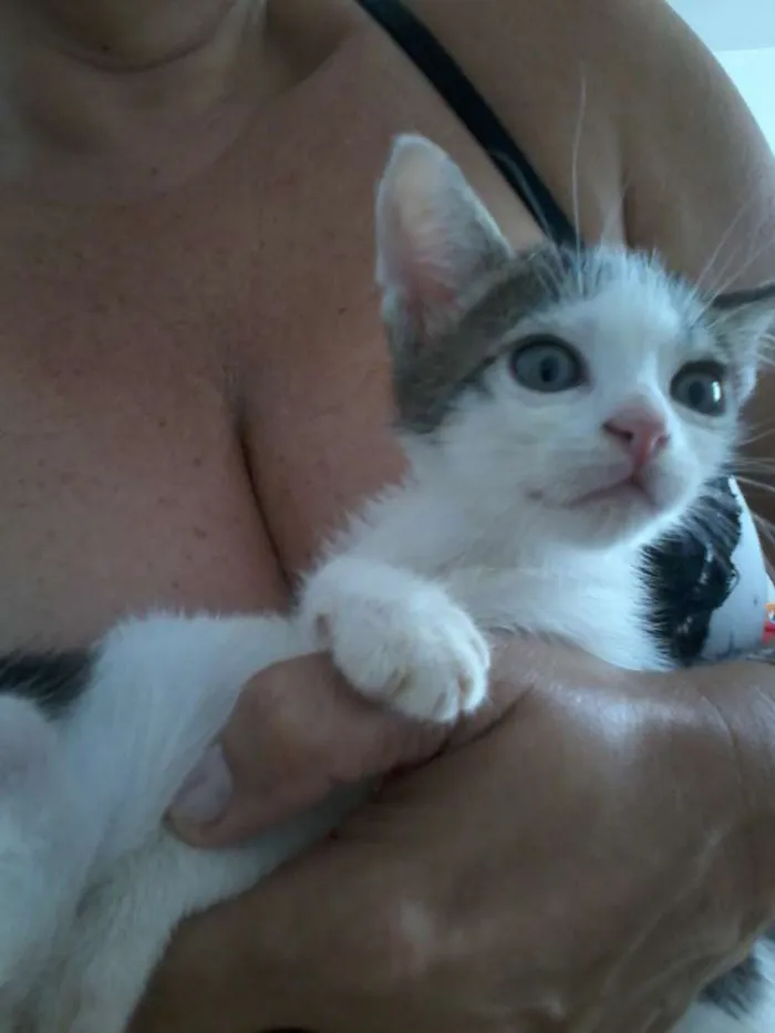 Gato raça  idade 2 a 6 meses nome fofuxos