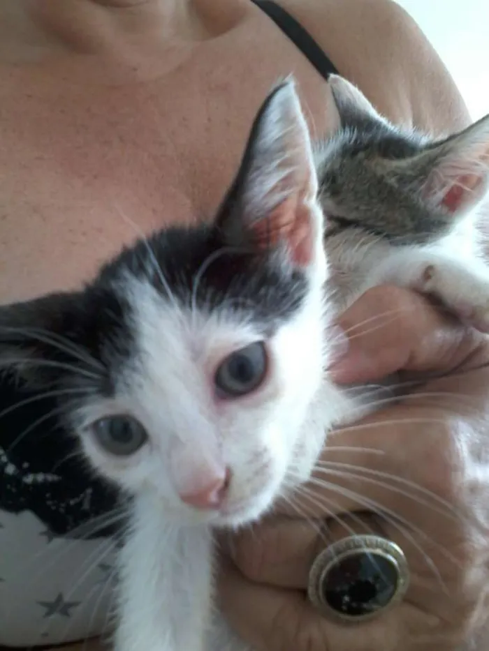 Gato raça  idade 2 a 6 meses nome fofuxos