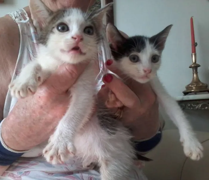 Gato raça  idade 2 a 6 meses nome fofuxos