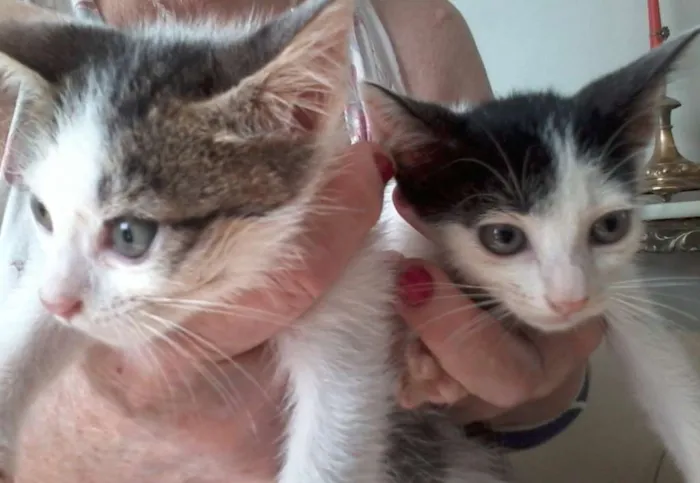 Gato raça  idade 2 a 6 meses nome fofuxos