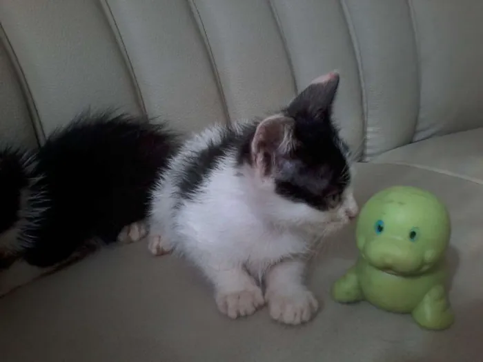 Gato raça  idade 2 a 6 meses nome fofuxos