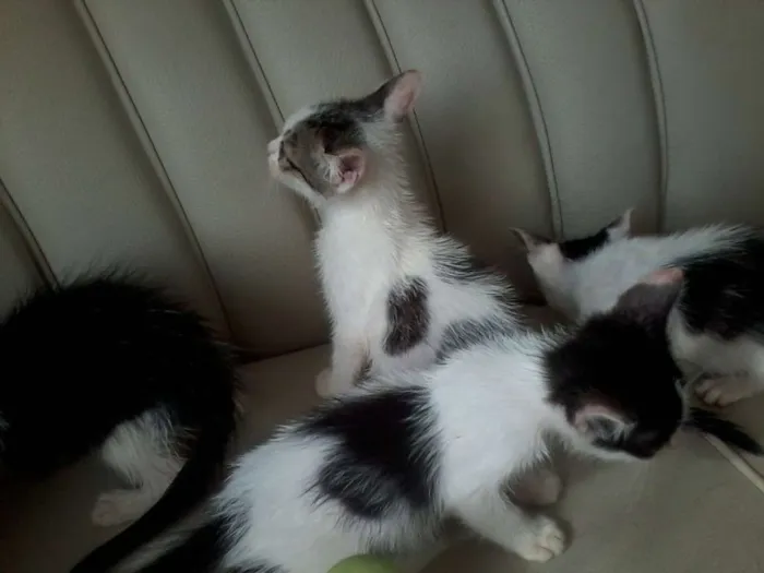 Gato raça  idade 2 a 6 meses nome fofuxos