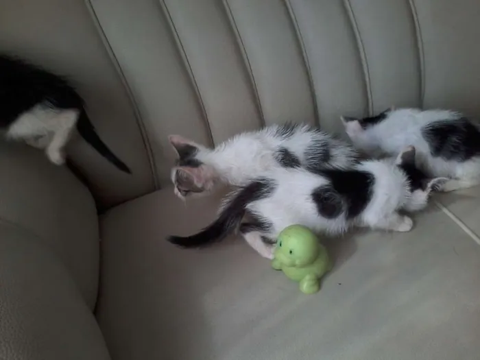 Gato raça  idade 2 a 6 meses nome fofuxos