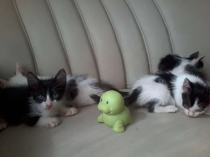 Gato raça  idade 2 a 6 meses nome fofuxos