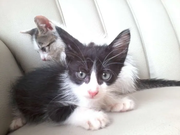 Gato raça  idade 2 a 6 meses nome fofuxos