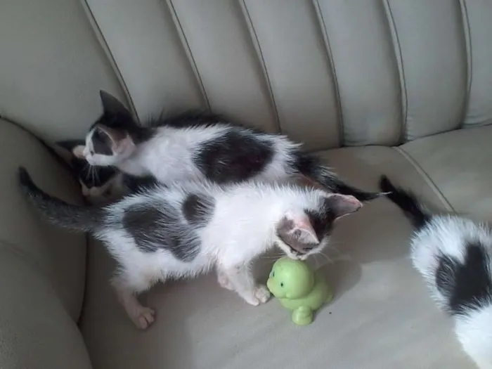 Gato raça  idade 2 a 6 meses nome fofuxos