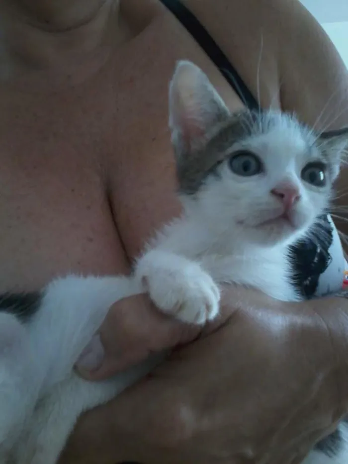 Gato raça  idade 2 a 6 meses nome fofuxos