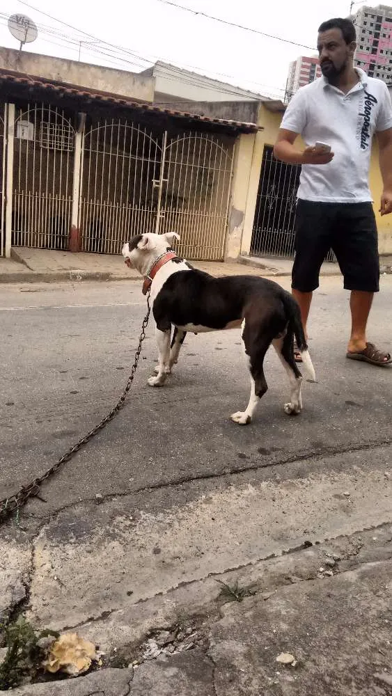 Cachorro ra a Pitbull idade 5 anos nome Não sabe-se o nome