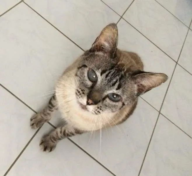 Gato ra a SRD idade 3 anos nome Luca