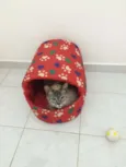 Luca