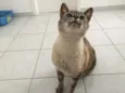 Luca