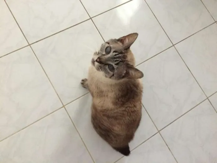 Gato ra a SRD idade 3 anos nome Luca