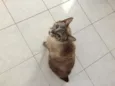 Luca