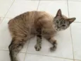 Luca