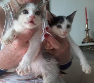 Gato raça  idade 2 a 6 meses nome fofuxos