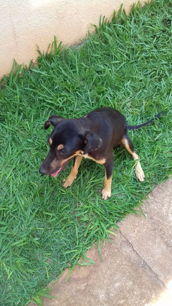 Cachorro ra a Indefinido idade 1 ano nome Bebela